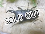画像: 9月8日入荷　あかがね血統！ヒラタクワガタ☆♂78ミリ♀46ミリ新成虫ペア