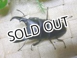 画像: 9月8日入荷　あかがね血統！ヒラタクワガタ☆♂77ミリ♀44ミリ新成虫ペア