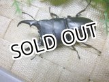 画像: 9月8日入荷　あかがね血統！ヒラタクワガタ☆♂72ミリ♀42ミリ新成虫ペア