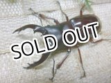 画像: ホームページ限定 9月24日迄20％OFF！ボーリンバミノルムフタマタクワガタ☆♂60ミリ♀40ミリ新成虫ペア