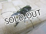 画像: 11月16日WD入荷！激レア種　ステインヘルクビボソクワガタ☆♂50ミリ♀フリーサイズ成虫ペア