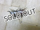 画像: 即ブリ個体！ヤエヤマコクワガタ☆♂32ミリ♀27ミリ新成虫ペア