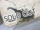画像: ラストセール！50％OFF  ブリード・標本用にお薦め！WD ステインヘルクビボソクワガタ☆♂53ミリ単品