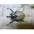 画像3: テルシテスヒメゾウカブト☆♂38ミリ♀フリーサイズ新成虫ペア (3)