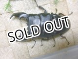 画像: 極太血統！スマトラヒラタ☆アチェ産♂96ミリ,♀49ミリUP新成虫ペア