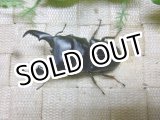 画像: 余品販売！ あかがね血統！ヒラタクワガタ☆♂73ミリ新成虫単品