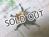 画像: 人気種！ヨツボシヒナカブト☆♂37ミリ♀28ミリ新成虫ペア