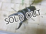 画像: 余品販売！ あかがね血統！ヒラタクワガタ☆♂70ミリ新成虫単品