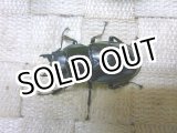 画像: 余品販売！ボーリンフタマタクワガタ☆♀45ミリ新成虫単品