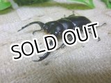 画像: 6月23日迄ラストセール！今期ブリード用！ウエストウッディ☆♂60ミリ新成虫単品販売