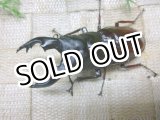 画像: フタマタ種サマーセール！特大♂！ボーリンバミノルムフタマタクワガタ☆♂82ミリ♀42〜43ミリ2頭新成虫トリオ