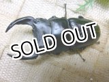画像: 当店極太血統！オオクワガタ☆♂73ミリ♀43ミリ新成虫ペア