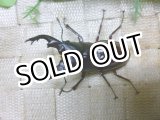 画像: フタマタ種サマーセール！　ボーリンフタマタ（原名亜種）☆♂74ミリ♀フリーサイズ新成虫ペア