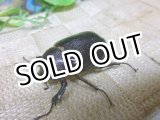 画像: 余品販売！ヴォグティヒメゾウカブト☆♀39ミリ新成虫単品