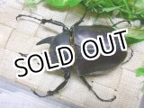 画像: 8月18日迄40％OFF! 迫力抜群！アクティオンゾウカブト（レックス）☆♂111ミリ♀78ミリ新成虫ペア