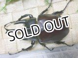 画像: 8月18日迄40％OFF! 迫力抜群！アクティオンゾウカブト（レックス）☆♂103ミリ♀77ミリ新成虫ペア