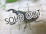 画像: フタマタ種セール！　ボーリンフタマタ（原名亜種）☆♂73ミリ♀フリーサイズ新成虫ペア