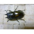 画像4: ババオウゴンオニクワガタ☆♂58ミリ♀43ミリ新成虫ペア (4)