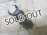 画像: 希少人気種！ラティオキナティブス☆♂36ミリ♀31ミリ新成虫別血統ペア