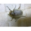 画像3: ヨルゲンセンペーニャヒメゾウカブト☆♂36ミリ♀35ミリ,32ミリA-新成虫トリオ (3)