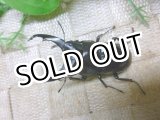 画像: アルナーチャル産ネパレンシス☆♂67ミリ♀43ミリ新成虫ペア