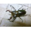 画像2: ウェムケンミヤマ☆♂46ミリ♀32ミリ新成虫ペア (2)