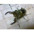 画像1: ウェムケンミヤマ☆♂49ミリ♀33ミリ新成虫ペア (1)