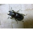 画像3: ウェムケンミヤマ☆♂50ミリ♀33ミリ新成虫ペア (3)