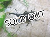 画像: 11月13日WD入荷！激レア種　ステインヘルクビボソクワガタ☆♂52ミリ♀34ミリペア
