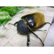 画像4: 入手困難種！イイジマゾウカブト☆♂113ミリ♀73ミリ新成虫ペア (4)