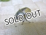 画像: 12月22日まで販売！当店初入荷！天然 バックレイエボシヒナカブト☆♀フリーサイズ