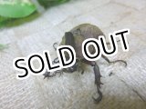 画像: 12月22日まで販売！当店初入荷！天然 バックレイエボシヒナカブト☆♂30ミリUP成虫ペア