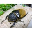 画像5: 入手困難種！イイジマゾウカブト☆♂110ミリ♀71ミリ新成虫ペア (5)