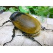 画像7: 入手困難種！イイジマゾウカブト☆♂110ミリ♀71ミリ新成虫ペア (7)