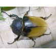 画像6: 入手困難種！イイジマゾウカブト☆♂110ミリ♀71ミリ新成虫ペア (6)