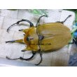 画像2: 入手困難種！イイジマゾウカブト☆♂110ミリ♀71ミリ新成虫ペア (2)