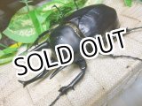 画像: 迫力抜群！アクティオンゾウカブト☆♂115ミリ新成虫単品