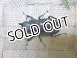 画像: フォルスターニシフタマタ☆♀43ミリ新成虫単品