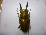 画像: 標本　ババオウゴンオニクワガタ☆♂71ミリB品単品