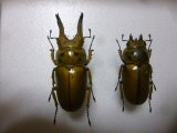 画像: 標本　ババオウゴンオニクワガタ☆♂69ミリ♀50ミリペア