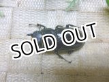 画像: フォルスターニシフタマタ☆♀43ミリ新成虫単品