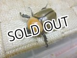 画像: 人気種！ヨツボシヒナカブト☆♂37ミリ♀31ミリ新成虫ペア