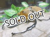 画像: 入手困難種！　イイジマゾウカブト☆♂115ミリ新成虫単品