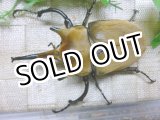 画像: 入手困難種！　イイジマゾウカブト☆♂108ミリ新成虫単品