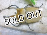 画像: 入手困難種！　イイジマゾウカブト☆♂107ミリ新成虫単品