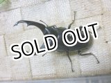 画像: 余品販売！　即ブリ　アルナーチャル産ネパレンシス☆♂67ミリA-新成虫単品