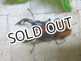 画像: 余品販売！即ブリ　ミラビリスノコギリクワガタ☆♂65ミリ新成虫単品