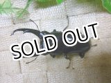 画像: 余品販売！　即ブリ　アルナーチャル産ネパレンシス☆♂63ミリ新成虫単品