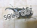 画像: 余品販売！　後食まじか　アルナーチャル産ネパレンシス☆♂51ミリ新成虫単品