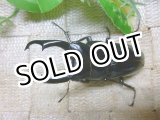 画像: 余品販売！　即ブリ　アルナーチャル産ネパレンシス☆♂68ミリB新成虫単品
